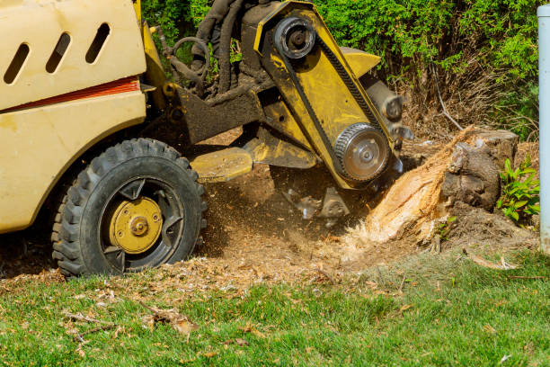 How Our Tree Care Process Works  in  Beale Af, CA