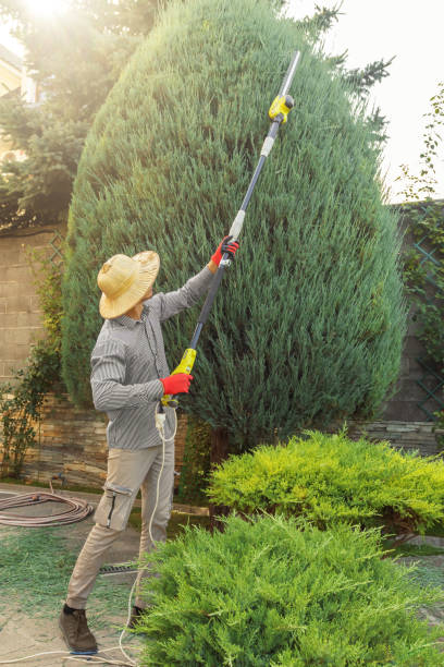 Best Seasonal Cleanup (Spring/Fall)  in Beale Af, CA