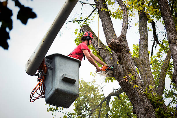 Best Fruit Tree Pruning  in Beale Af, CA