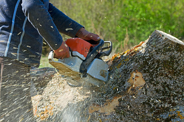 Best Root Management and Removal  in Beale Af, CA